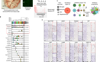 Transcriptomic and morphophysiological evidence for a specialized human cortical GABAergic cell type