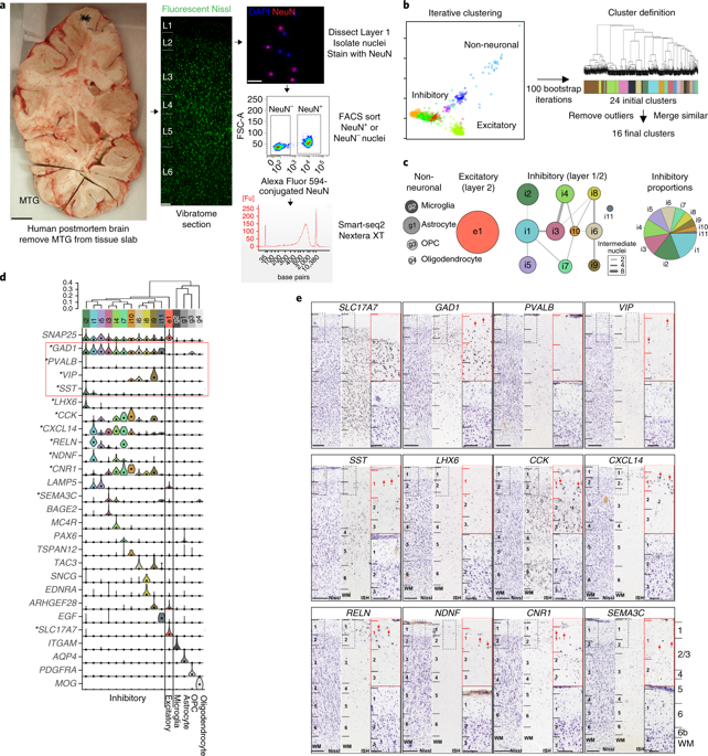 Transcriptomic and morphophysiological evidence for a specialized human cortical GABAergic cell type