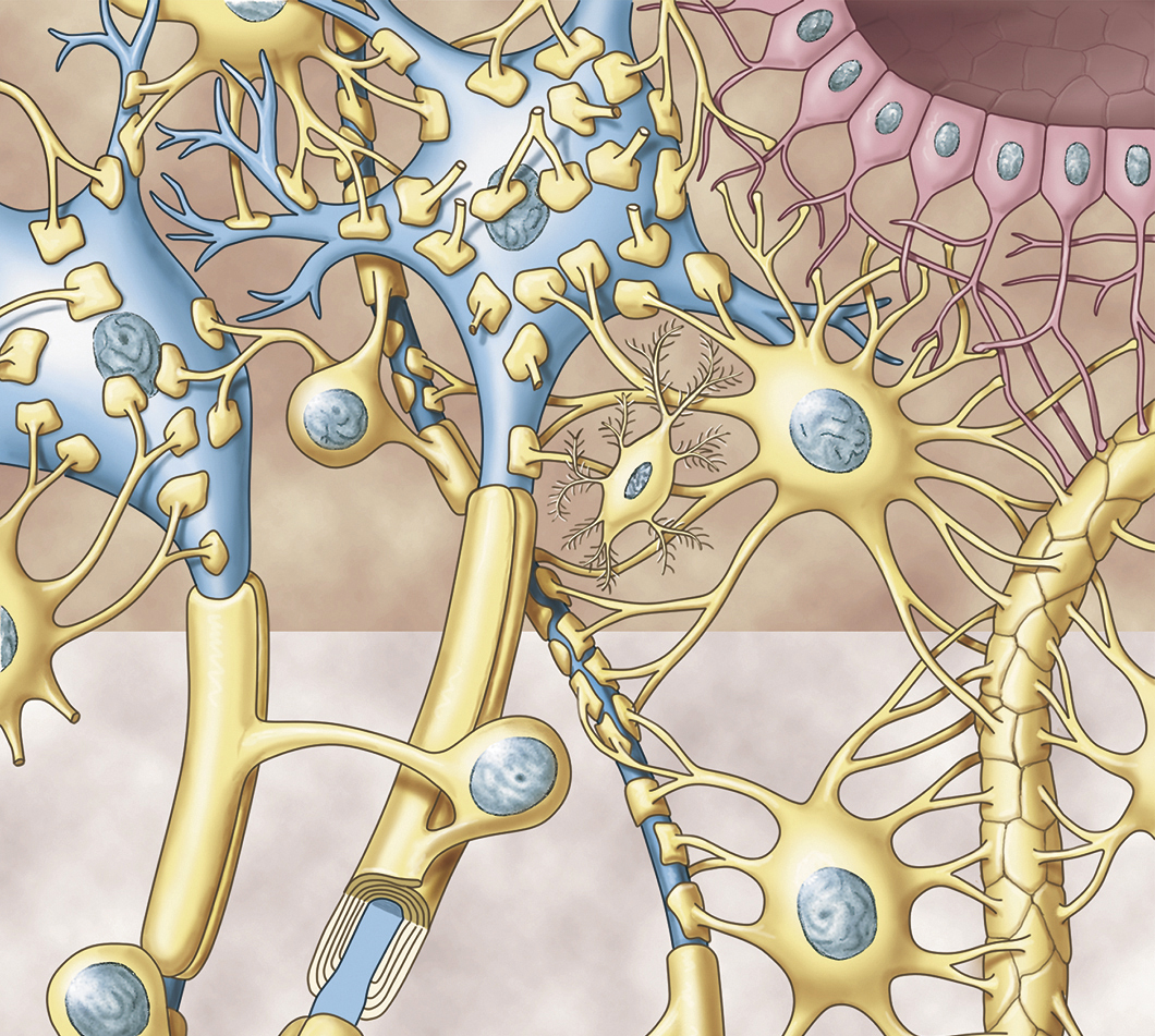 Астроциты мозга. Нейроны и глиальные клетки. Нейроны и нейроглия. Клетки нейроглии гистология. Глия и нейроглия.